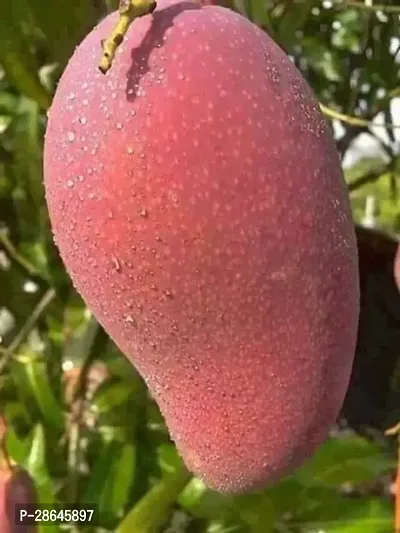 Platone Mango Plant Vietnamese Hybrid Mango Plant-GRAFTED.CFHB-2