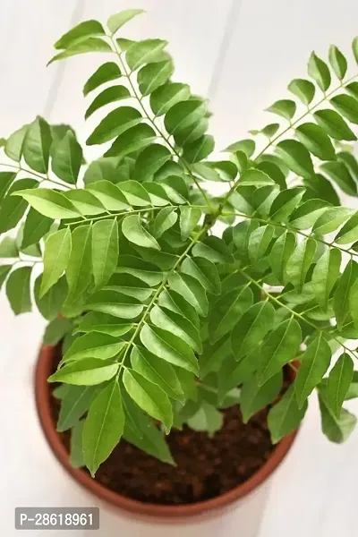 Platone Curry Leaf Plant curry leaves plant-1