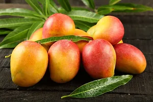 Platone Mango Plant Honey Mango Mango Live Pant.-thumb1