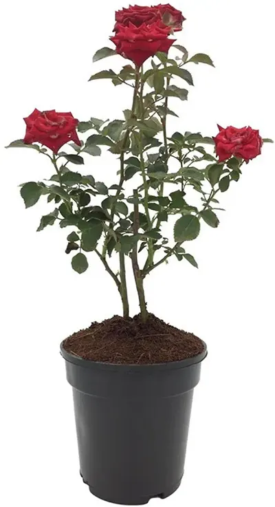 Best Selling Plant & Planters 