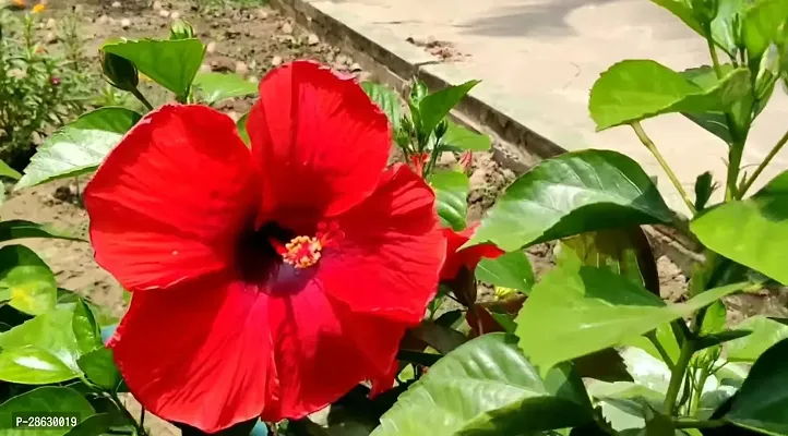 Platone Hibiscus Plant hibiscus22