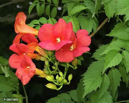 Platone Tecoma Plant Red Tecoma Plant-thumb0