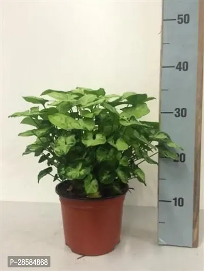 Platone Syngonium Plant FKDR76-thumb0