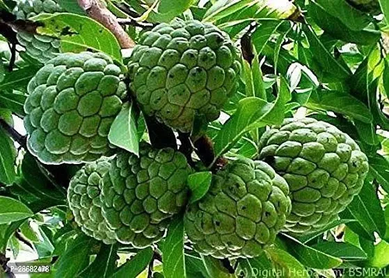 Platone Custard Apple Plant Sarifa fruit Plant 007