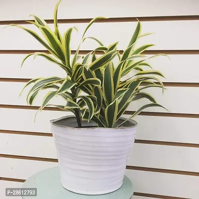 Platone Song Of India Plant Dracaena reflexa Song of India Variegated live plant with pot-thumb0