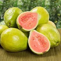 Platone Guava Plant Ruby Supreme Guava Plant-thumb2