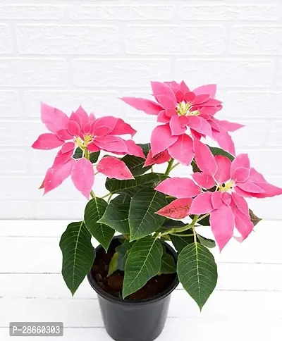 Platone Poinsettia Plant Plants 120-thumb2