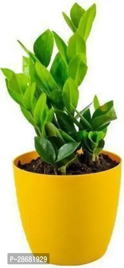 Platone ZZ Plant Zz Plant With YellowPot