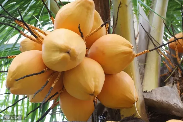 Platone Coconut Plant Saraswati Gardens High Yield Hybrid Rare Coconut Live Plant - Dwarf Coconut Yellow Malayan Live Plant Kerala Coconut Tree 1 Healthy Live Plant With Plastic Bag