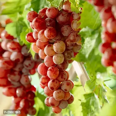 Platone Grape Plant Hybrid Grape A42