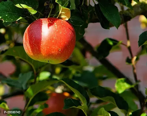 Platone Apple Plant APPLE PLANT EER5-thumb2