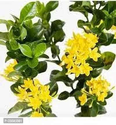 Platone Ixora Plant IXORA PLANT LLKJP-thumb3