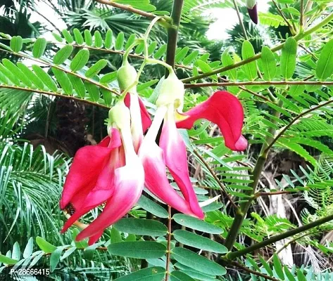 Platone Aparajita Butterfly Pea Plant Live Red AgastyaAghastyaHummingbirdSesbania grandiflora Medicinal Plants-thumb0