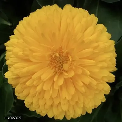 Platone Marigold Plant Marigold Plant23