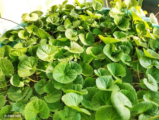 Platone Centella Plant CENTELLA PLANT