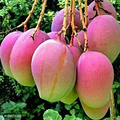 Platone Mango Plant Thai Jumbo 2 Times Grafted Mango Plant-thumb2