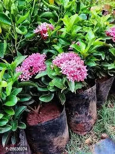 Platone Ixora Plant IXORA PLANT NNH-thumb2