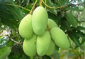 Platone Mango Plant All Time Mango Plant-thumb1