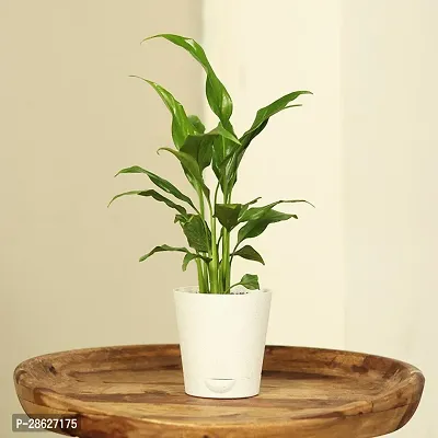 Platone Peace Lily Plant FA9910557pl-thumb0