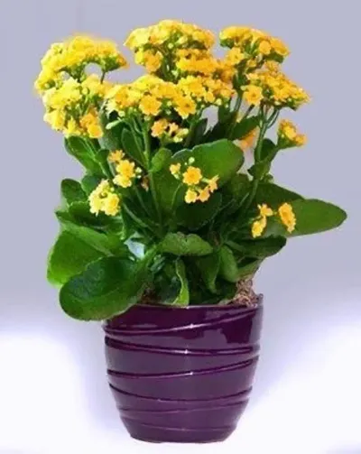 New Arrival Plant & Planters 