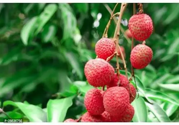 Platone Litchi Plant Litchi64