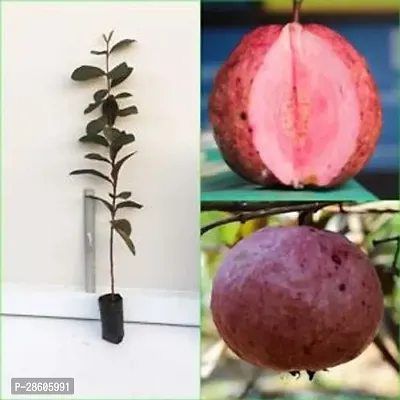 Platone Guava Plant TIGGauva88-thumb0