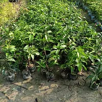Platone Mango Plant MANGO_JAPANESE_VARIETY_259-thumb1