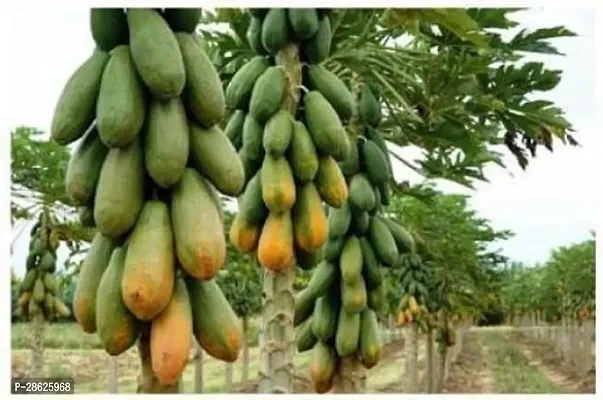 Platone Papaya Plant Papaya Plant