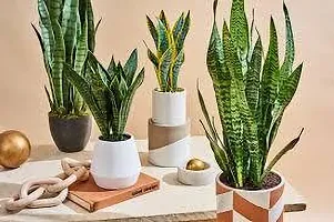 Platone Snake Plant SNAKE PLANT W112-thumb2