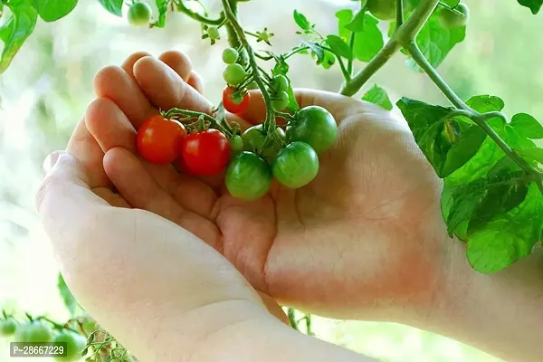 Platone Tomato Plant GHBVH54-thumb0