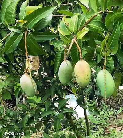 Platone Mango Plant Mango Vastra All timeVariety Fruit Grafted Live Plant Tree (1.5-2 Ft Size)-thumb2