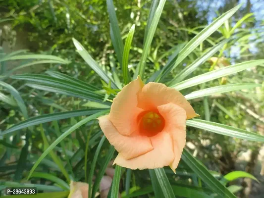 Platone Oleander Plant Oleander PlantKarabi Plant( Orange )