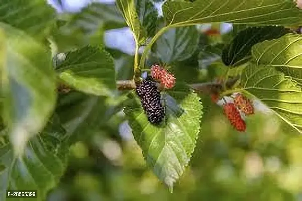 Platone Berry Plant MULBERRY PLANT GHJ-thumb2