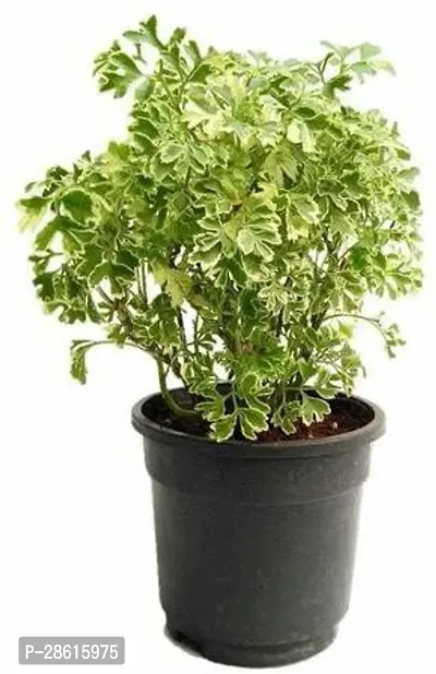 Platone Aralia Plant Aralia Variegated Mini Plant-thumb0