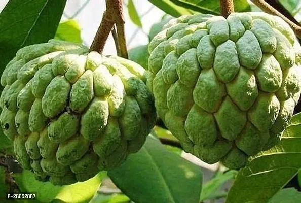 Platone Custard Apple Plant Custard Apple Balanagar Green Sugar Apple Sitafal Ata Fruit Grafted-thumb2