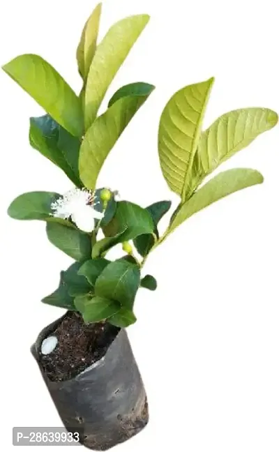 Platone Guava Plant RS-G-V-254-thumb0