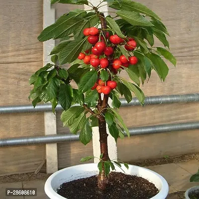 Platone Cherry Fruit Plant Cherry Fruit Plant for Gardens-thumb0