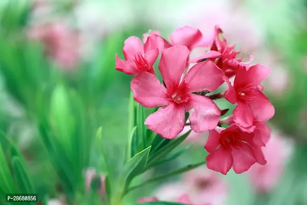 Platone Oleander Plant Pink Oleander