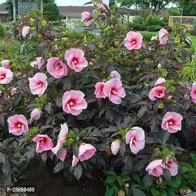 Platone Hibiscus Plant hibiscus flower live plant pink colour-thumb0