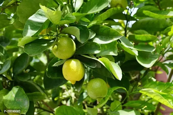 Platone Lemon Plant Pat Nebu Lemon Plant