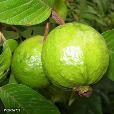 Platone Guava Plant Saraswati Gardens Live L-49 GuavaAmrood Fruit Plant 1 Healthy Live Plant With Plastic Bag