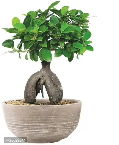 Platone Ficus Plant bonfic83