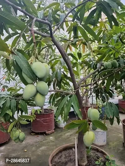 Platone Mango Plant MANGO PLANT 0-thumb0