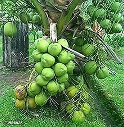 Platone Coconut Plant Coconut Fruit Plant Dwarf Variety DxT Coconut Tree Huge Production Healthy Hybrid Plant-thumb2