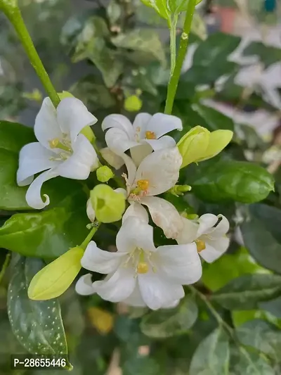 Platone Murraya Paniculata Plant Murraya Paniculata Kamini Flower Plant CF004411-thumb0