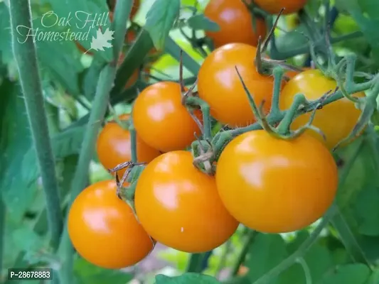 Platone Tomato Plant Tomato live plant