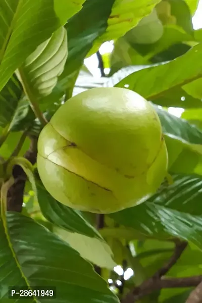 Platone Elephant Apple Plant Elephant Apple Plant-11