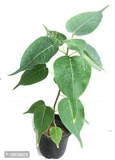 Platone Ficus Plant EGL-FD-1621-thumb0