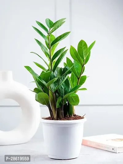 Platone Zamia Plant Live ZZ Zamia White) Air purifer Healthy Plant in Pot