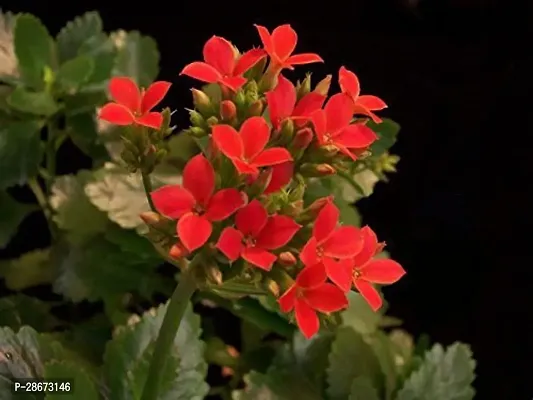 Platone Kalanchoe Plant Christmas Florist